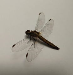 Erythrodiplax connata