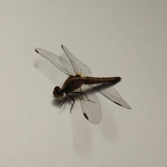 Erythrodiplax connata
