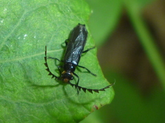 Tytthonyx erythrocephala