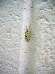 Izatha peroneanella