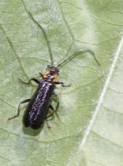 Rhagonycha angulata