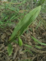 Eulophia cernua