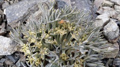 Lignocarpa carnosula