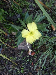 Oenothera brachycarpa