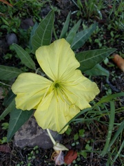 Oenothera brachycarpa