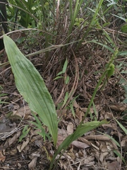 Eulophia cernua