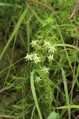 Alepidea setifera