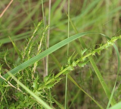 Alepidea setifera