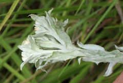 Helichrysum glomeratum