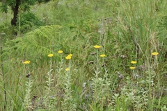 Helichrysum umbraculigerum