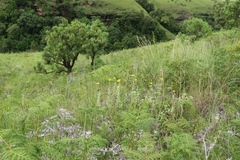 Helichrysum umbraculigerum