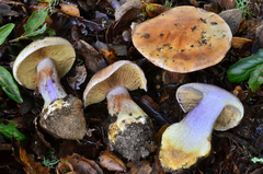 Cortinarius adonis
