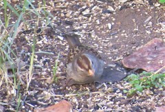 Zonotrichia leucophrys