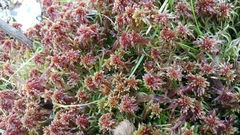 Sphagnum bartlettianum