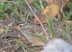 Zonotrichia leucophrys