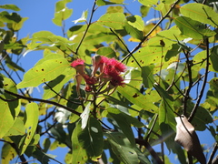 Corymbia ptychocarpa