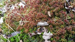 Sphagnum bartlettianum