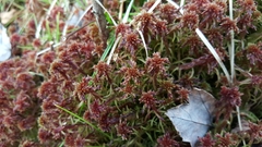 Sphagnum bartlettianum