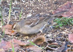 Zonotrichia leucophrys