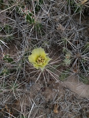 Grusonia