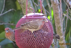 Haemorhous mexicanus