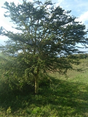 Vachellia schaffneri