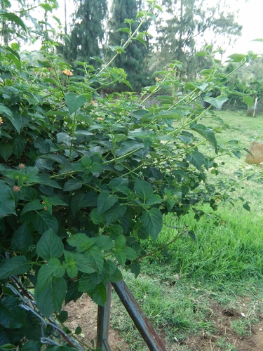 Verbenaceae image