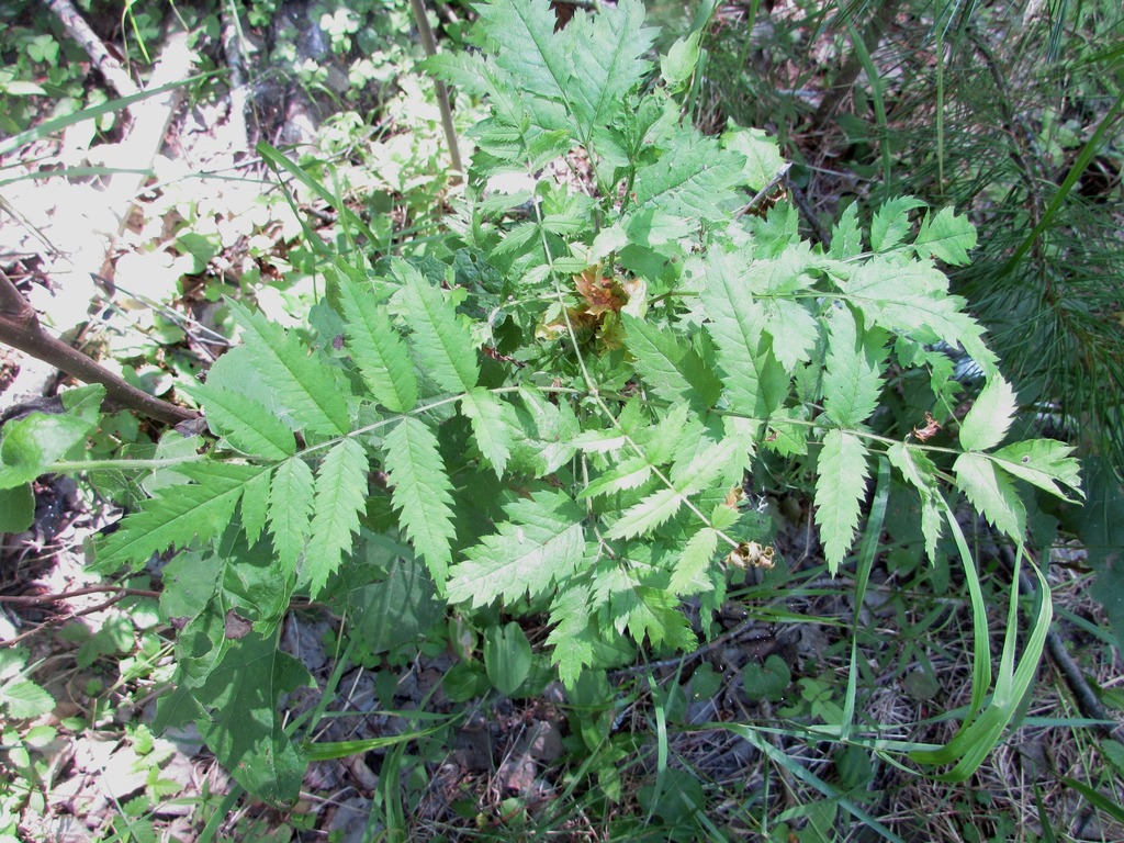 Sorbus sibirica from Большеуковский р-н, Омская обл., Россия on July 5 ...
