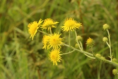 Berkheya rhapontica rhapontica