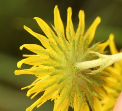 Berkheya rhapontica rhapontica
