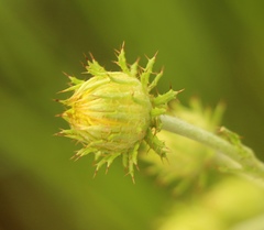 Berkheya rhapontica rhapontica