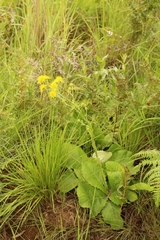 Berkheya rhapontica rhapontica