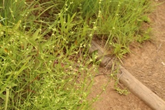 Spermacoce natalensis