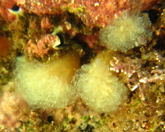 Pseudodistoma opacum