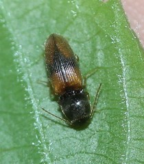 Horistonotus curiatus