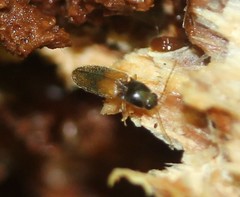 Horistonotus curiatus