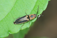 Megapenthes limbalis