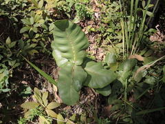 Corymbia ptychocarpa