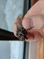 Macrotristria angularis