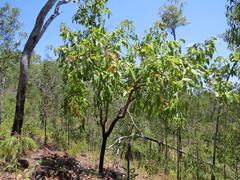 Corymbia ptychocarpa