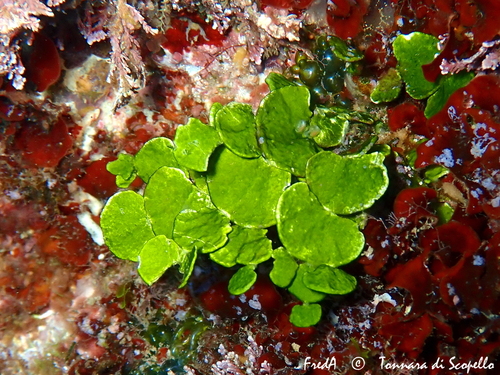 Halimeda tuna
