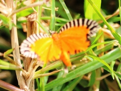 Pseudatteria volcanica