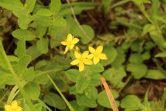 Hypericum aethiopicum