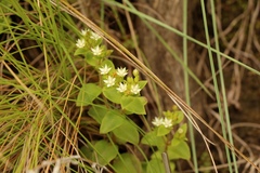 Crassula pellucida brachypetala