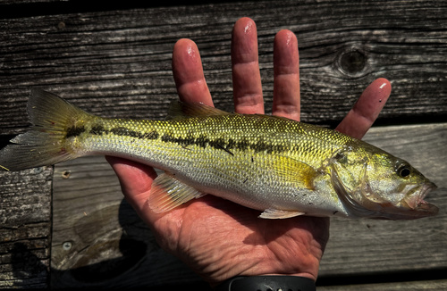 Spotted bass (Micropterus punctulatus) — Centrarchidae — 3