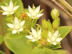 Crassula pellucida brachypetala