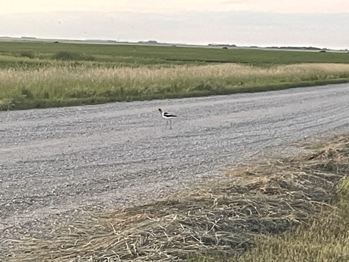 American Avocet