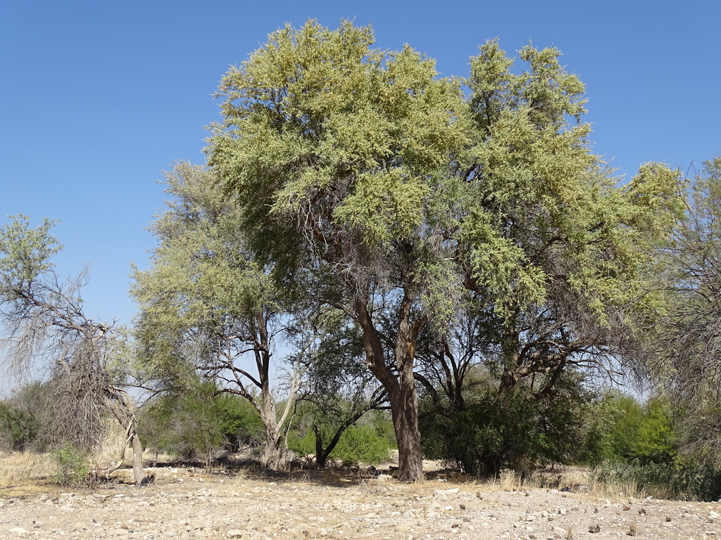 Leadwood from Khan River, Usakos, Namibia on July 8, 2023 at 1129 AM