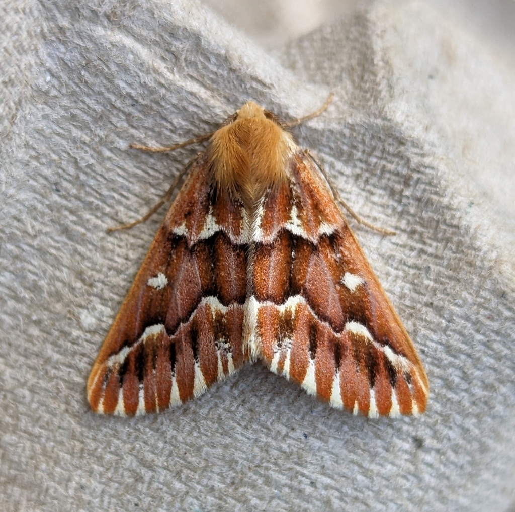 Red Girdle Moth