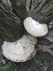 Daedaleopsis confragosa image